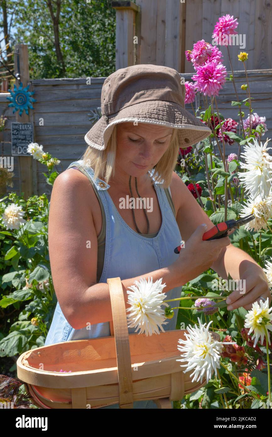 Die Gärtnerin schneidet und wählt Dahlia-Blumen aus dem Garten aus Stockfoto