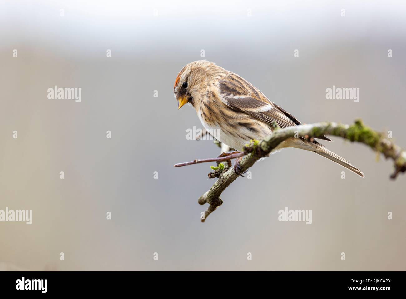 Lesser Redpoll (Acantdieses Kabarett) männlich Stockfoto