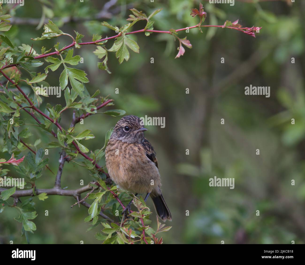 Der junge Stonechat thront auf einem Ast. Stockfoto