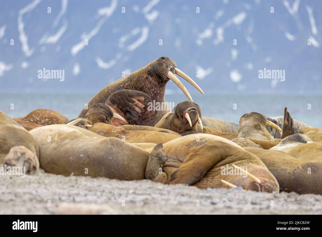 Walross (Odobenus rosmarus) in Svalbard Stockfoto