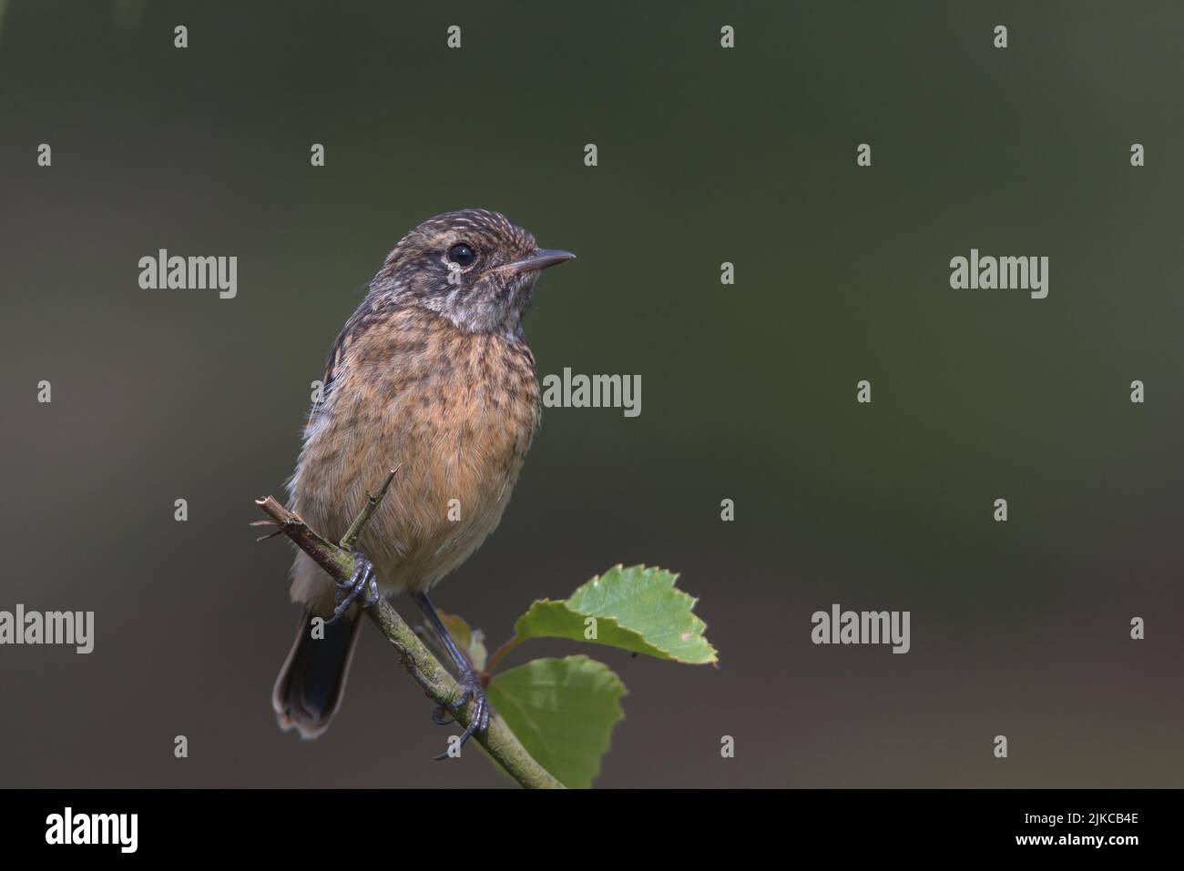 Der junge Stonechat thront auf einem Ast. Stockfoto
