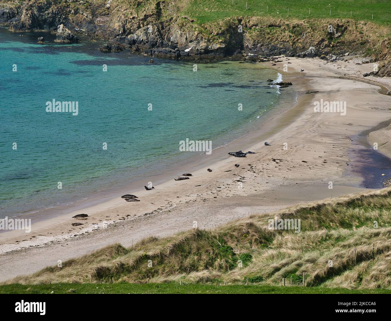 Viele Robben an einem abgelegenen Sandstrand in der Bay of Scousburgh im Süden von Shetland, Großbritannien. Aufgenommen im Frühjahr. Stockfoto