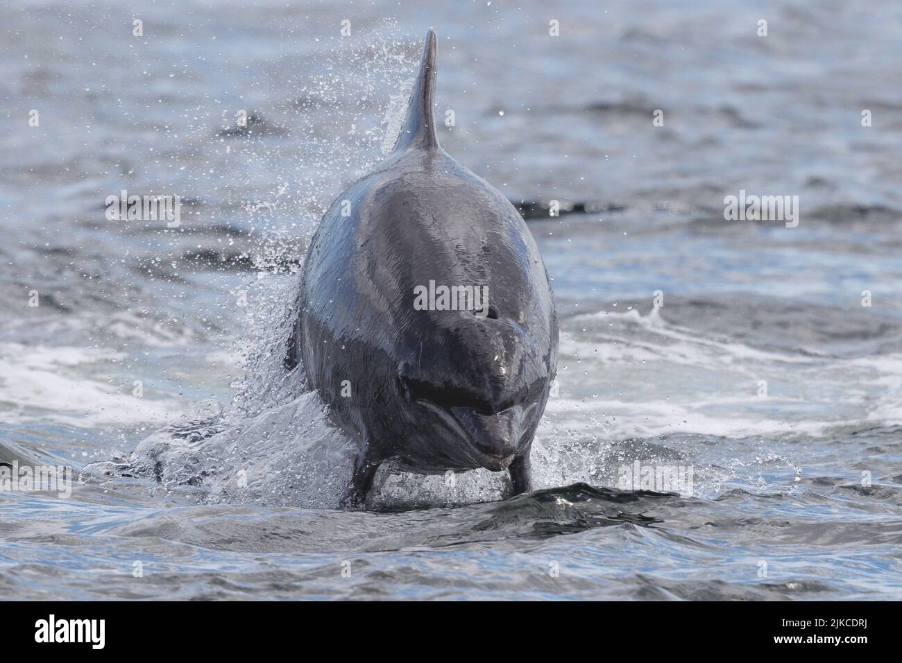 Im Wasser des Moray Firth ist ein großer Delfine aufgekommen Stockfoto