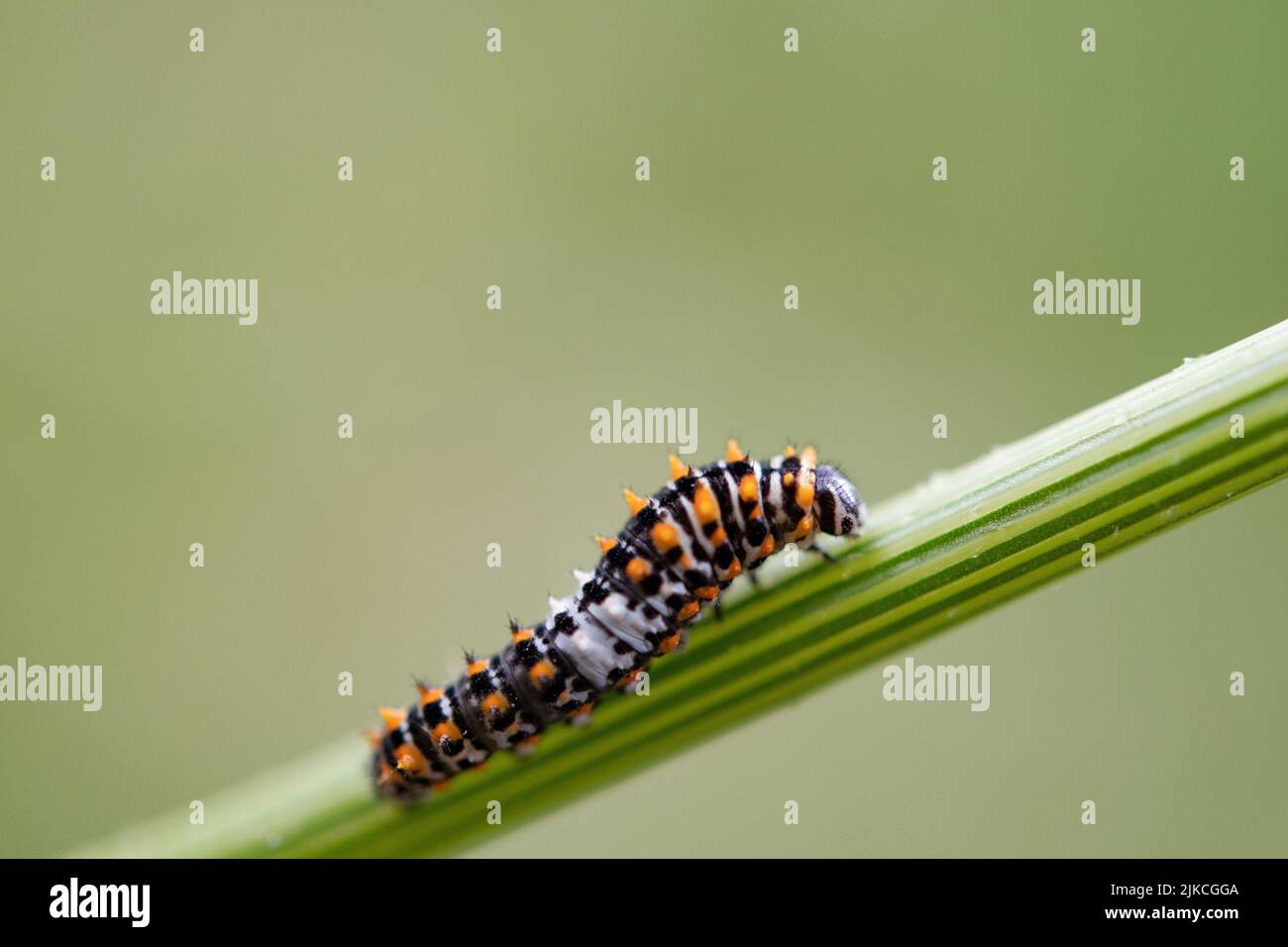 Früher europäischer Schwalbenschwanz-Katapillar Stockfoto