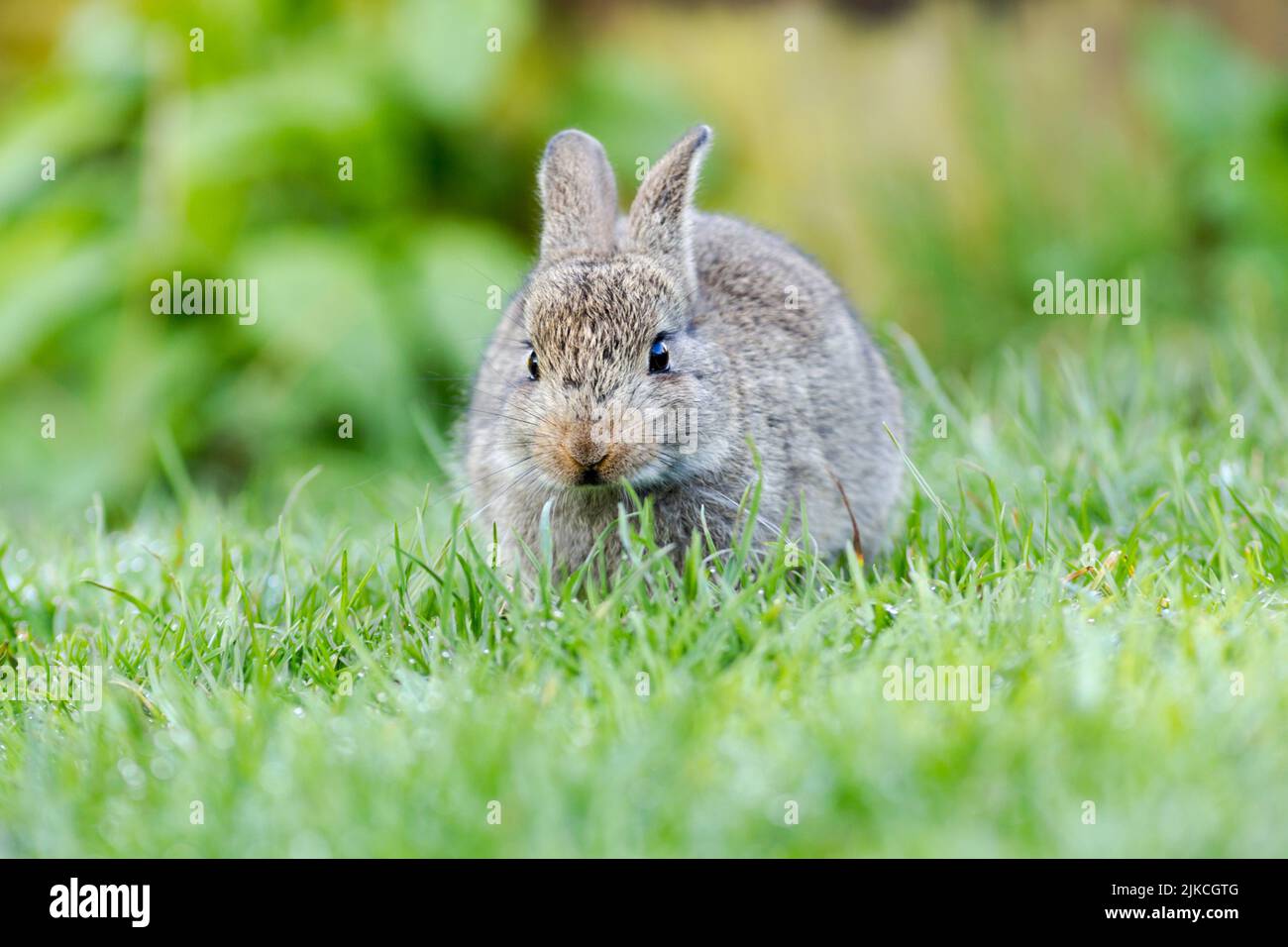 Wildes Kaninchen, lateinischer Name Oryctolagus cuniculus, grast auf einem Gartenrasen Stockfoto