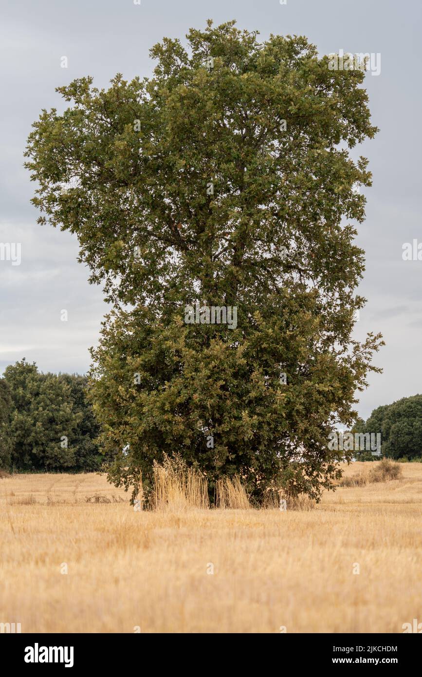 Isolierte Eiche in der Mitte der Ernte, vertikale Zusammensetzung Stockfoto