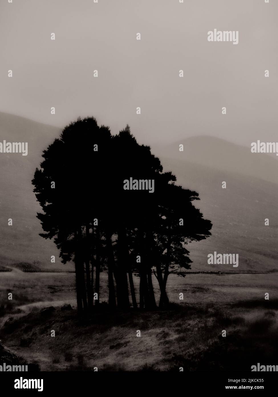 Ein minimalistischer dunkler, geheimnisvoller, verschwommener Baumregen und eine Berglandschaft - s/w-Grafik im lith-Look ein stimmungsvoller Gothic Buchcover-Hintergrund Stockfoto