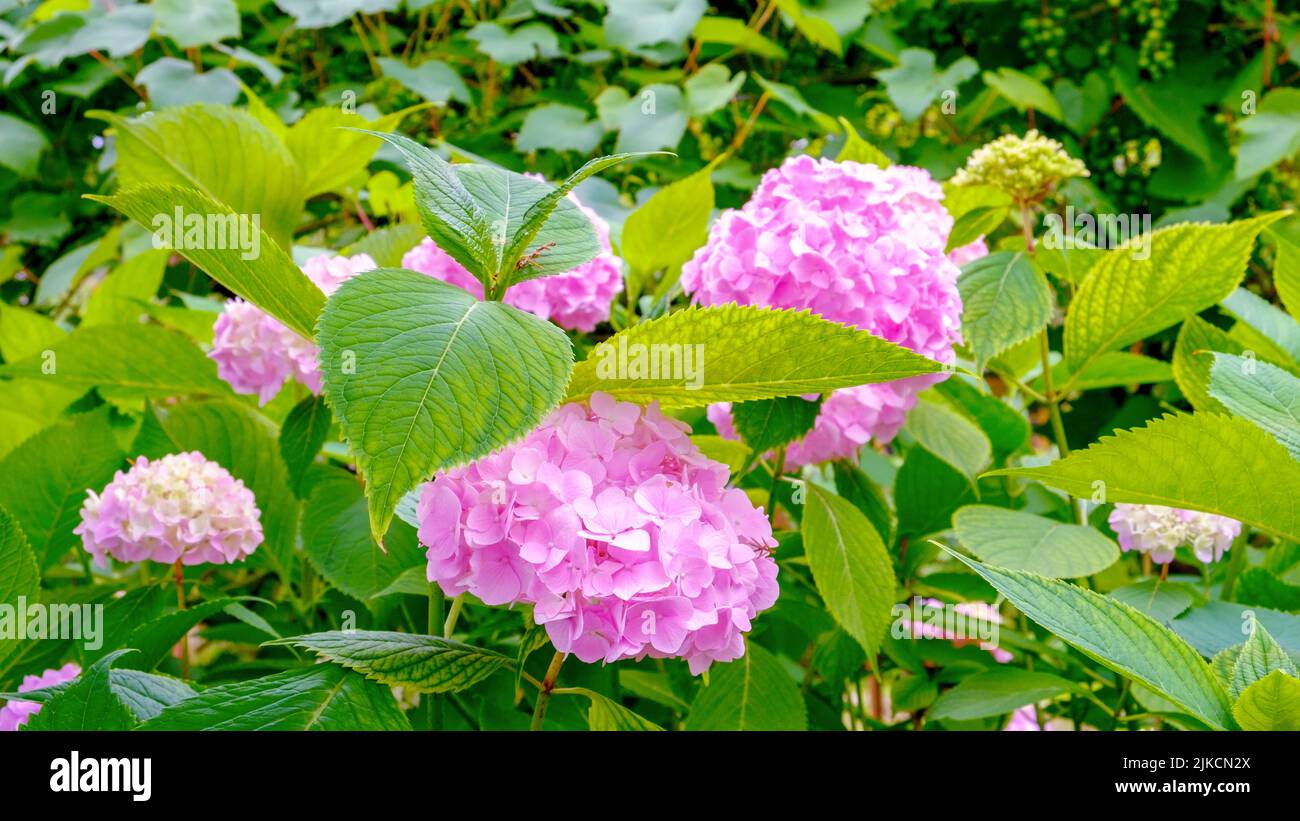 Hortensien. Rosa Blüten und grünes Laub. Helle Farben des Sommers Stockfoto