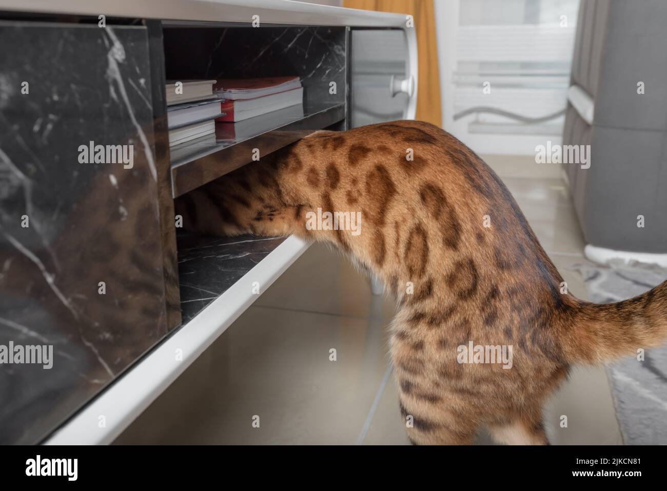 Lustige Hauskatze kletterte auf den Fernsehständer. Stockfoto