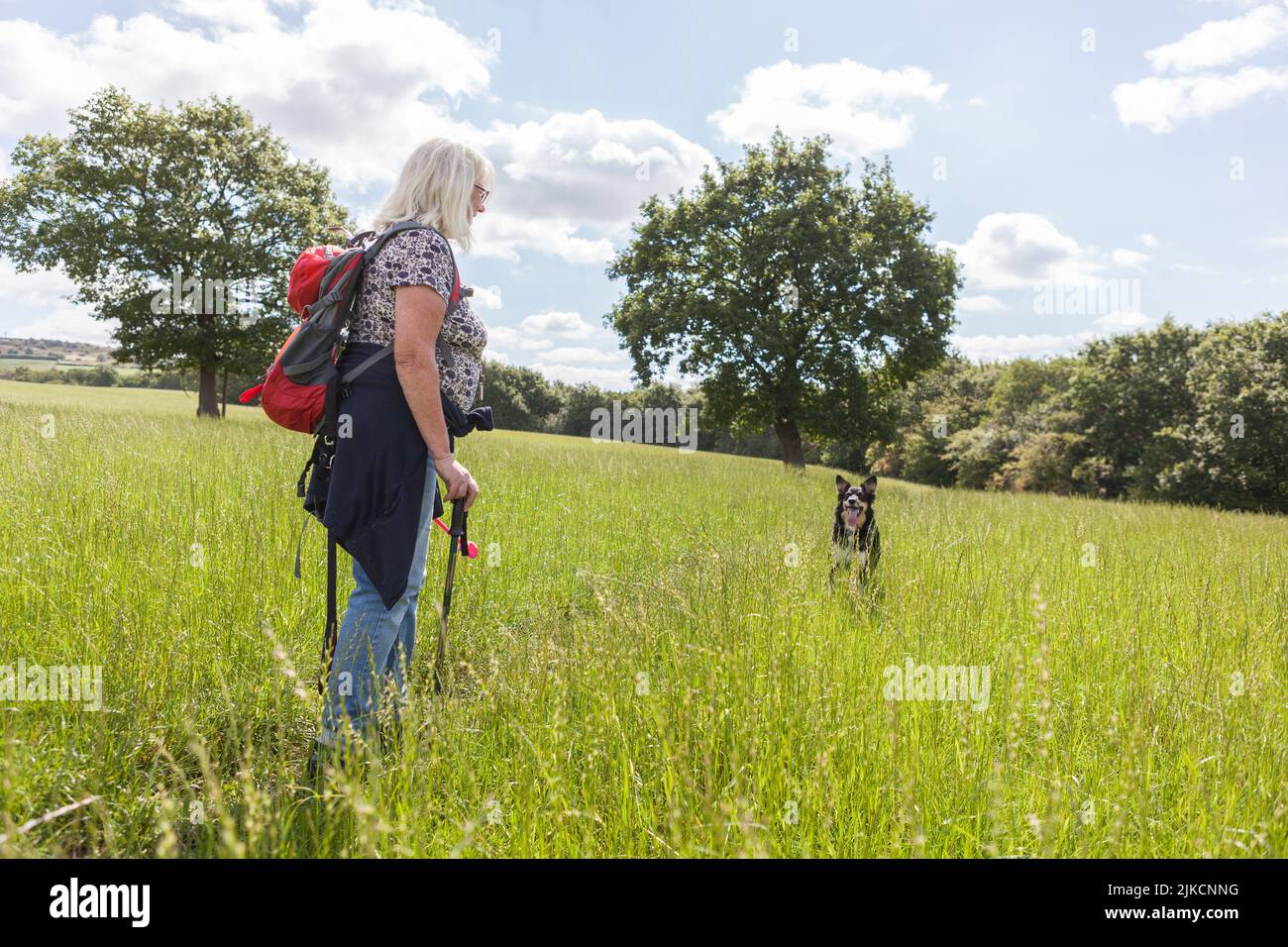 Eine Dame, die ihren Hund auf freiem Land unter einem sommerblauen Himmel läuft Stockfoto