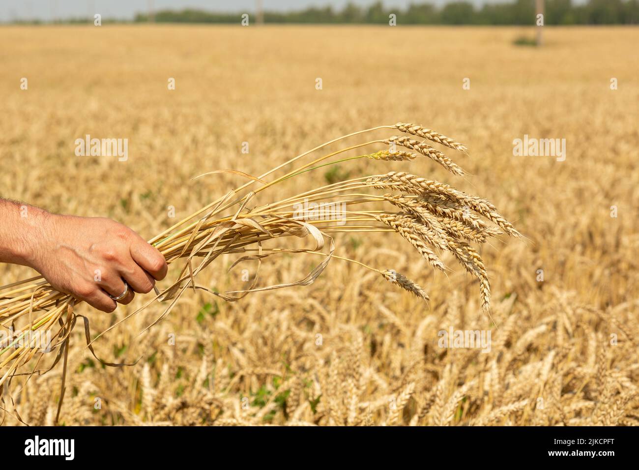 Die Hand des Bauern hält die gerupften Ähren des Weizens in der Hand Stockfoto