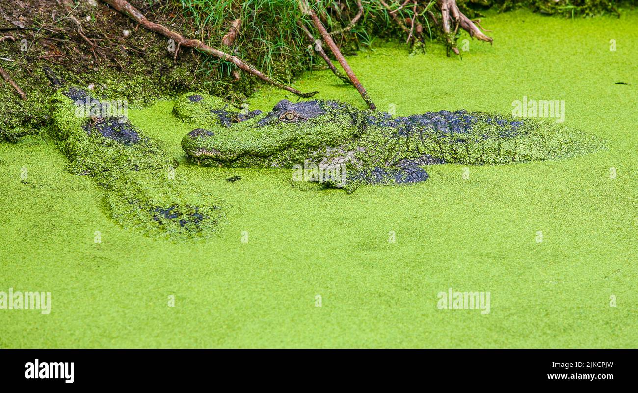 Alligatoren im Sumpf in New Orleans, Louisiana Stockfoto