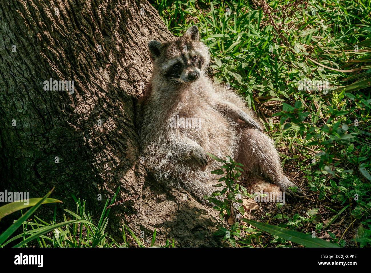 Waschbär faulenzt auf einem Baum in South Louisiana Stockfoto