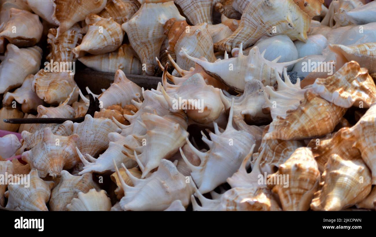 Conches sind weltweit bekannt für ihre Schönheit und nicht für die