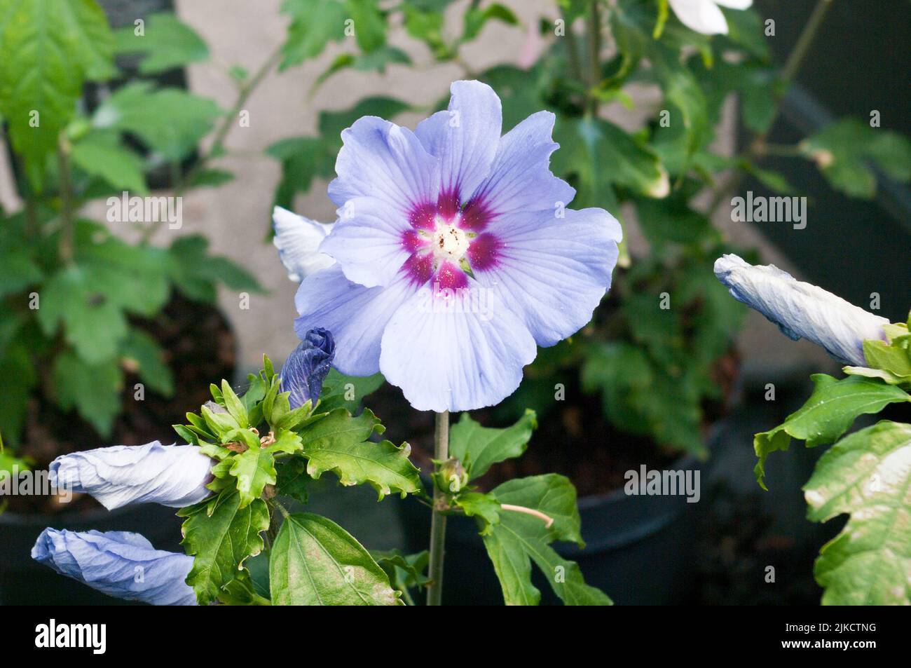 Blauer Hibiscus syriacus oiseau Schönheit Laubgarten Sträucher Stockfoto