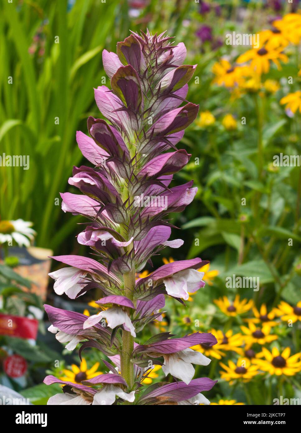 Acanthus spinosus Dornbusch des Bären Stachelbären Dornbusch mehrjährige Gartenpflanzen Blumen Blüten Stauden Stockfoto