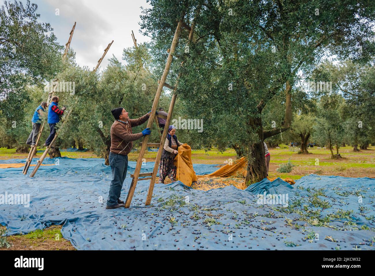 Lokale Bauern ernten Oliven auf einer Leiter Stockfoto