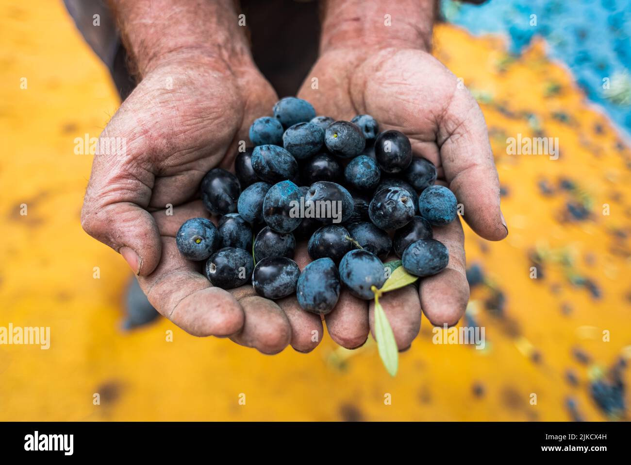 Mediterranes Olivenfeld mit altem Olivenbaum in der Türkei, handgepflückte Oliven Stockfoto