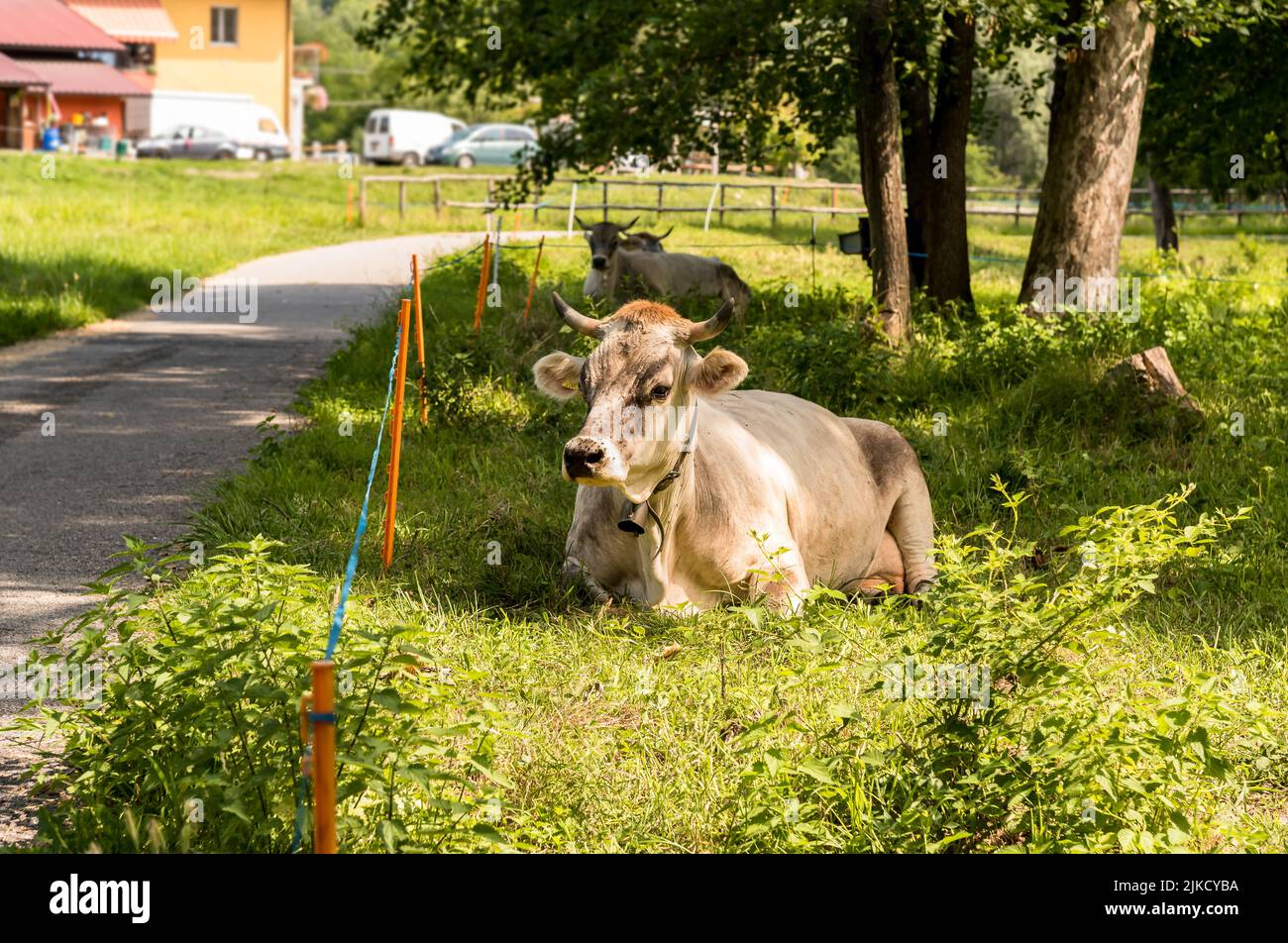 Graue Almkuh, die auf einer grünen Weidewiese ruht. Stockfoto