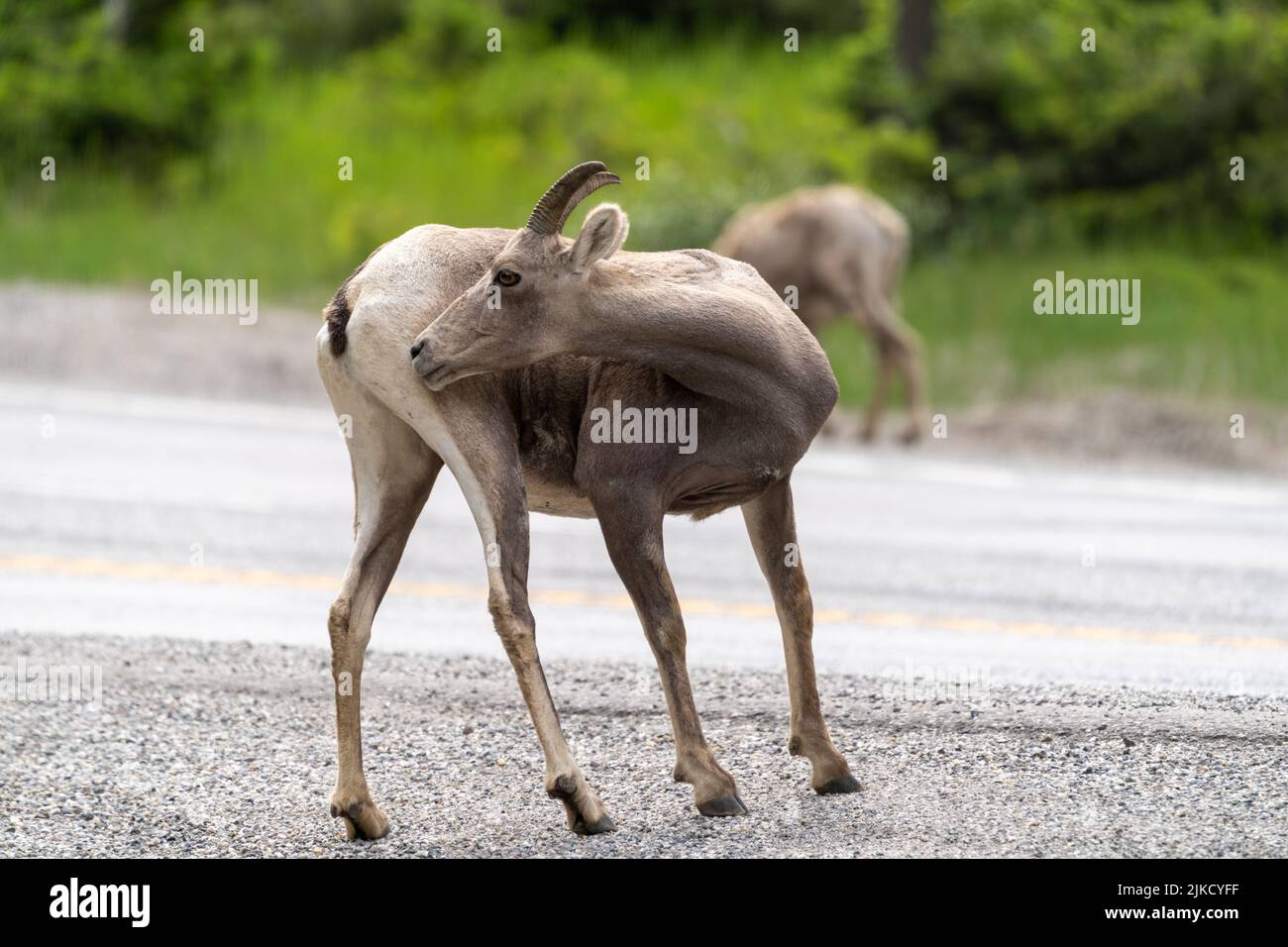 Weibliche Schafs Dickhornschafe kratzt sich in freier Wildbahn, in Radium Hot Springs British Columbia Stockfoto