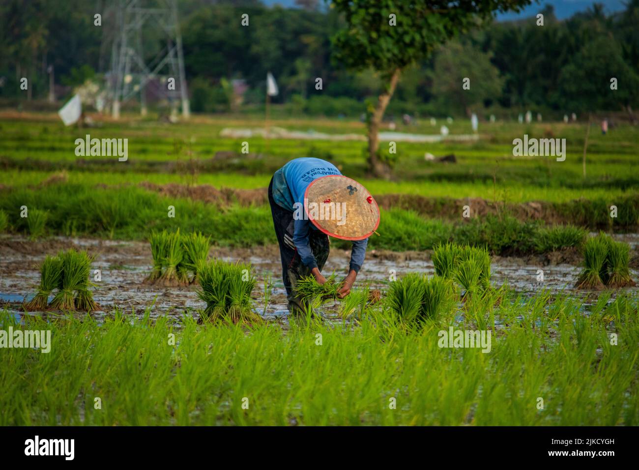 Foto von Bauern, die Reis Pflanzen, Aceh, Indonesien. Stockfoto