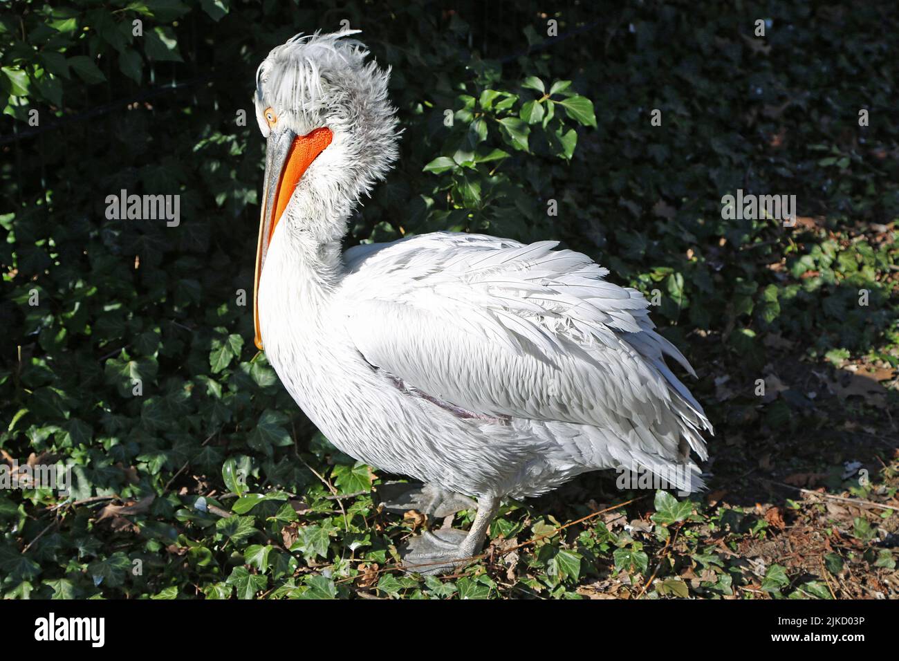White Pelican - Berliner ZOO, Deutschland Stockfoto