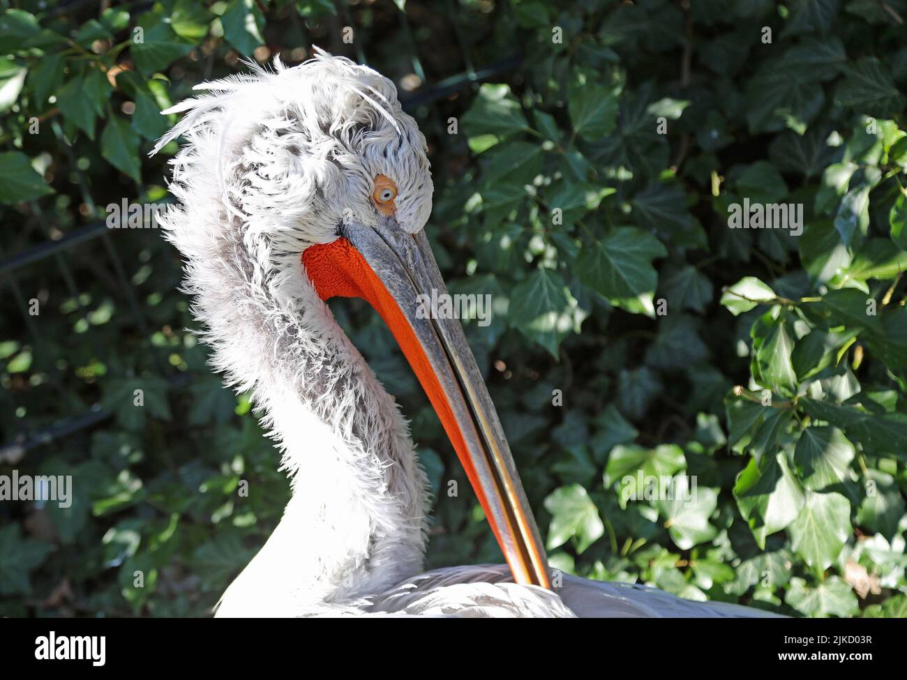 Pelican Kopf im Profil - Zoo Berlin, Deutschland Stockfoto