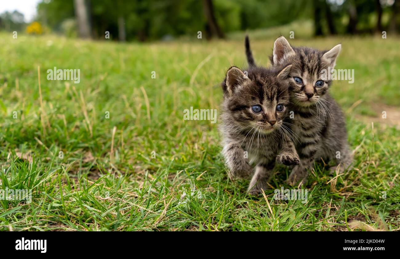 Zwei kleine Kätzchen auf grünem Gras Stockfoto