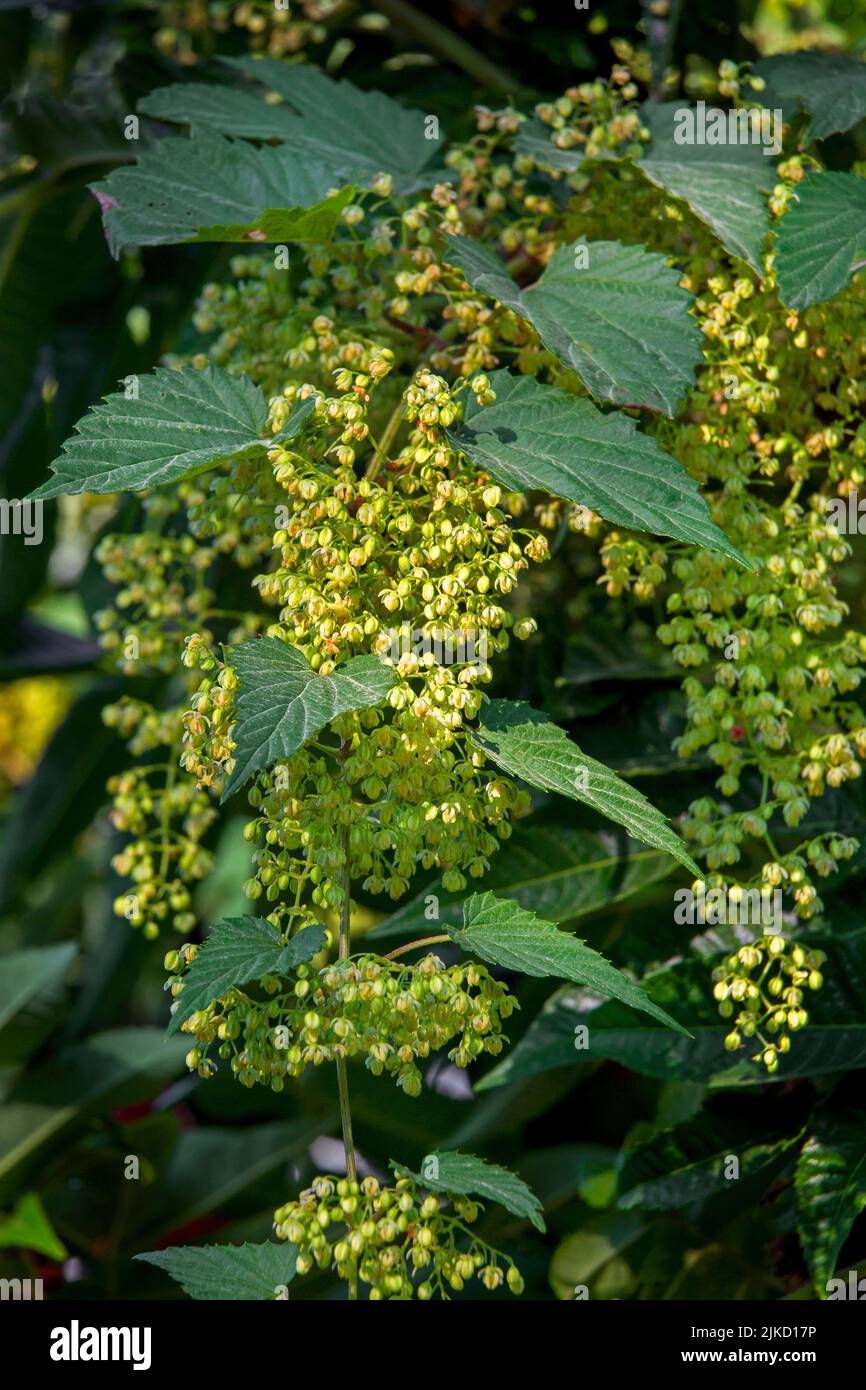 Gewöhnlicher Hopfen (Humulus lupulus), Nahaufnahme von männlichen Blüten, die im Sommer blühen Stockfoto