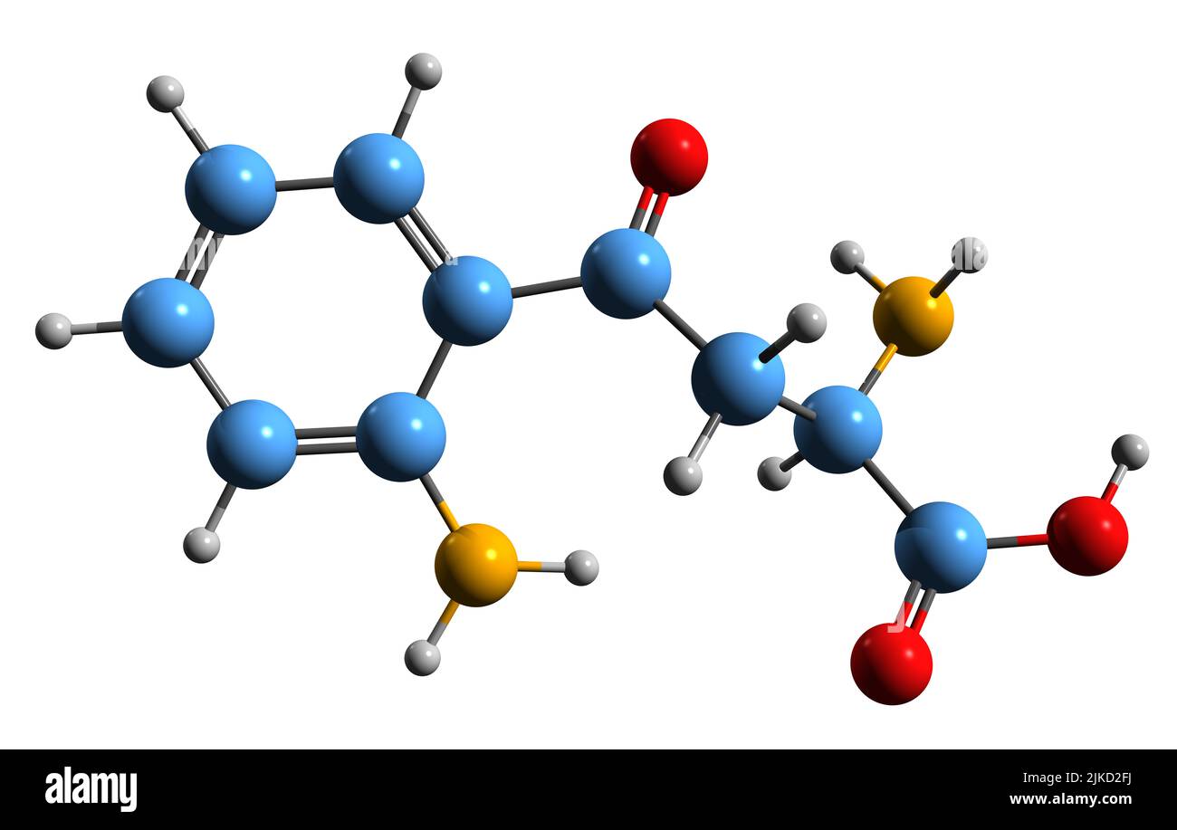 3D Bild der Kynurenin-Skelettformel - molekulare chemische Struktur des Tryptophan-Metaboliten, isoliert auf weißem Hintergrund Stockfoto