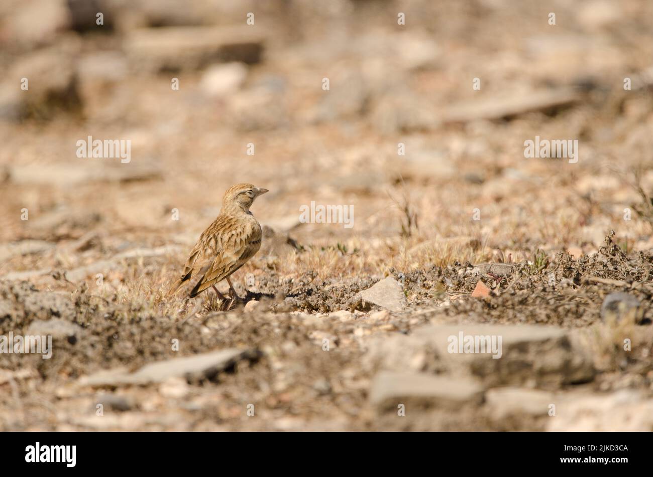 Große Kurzrötenlerche Calandrella brachydactyla. Las Palmas de Gran Canaria. Gran Canaria. Kanarische Inseln. Spanien. Stockfoto