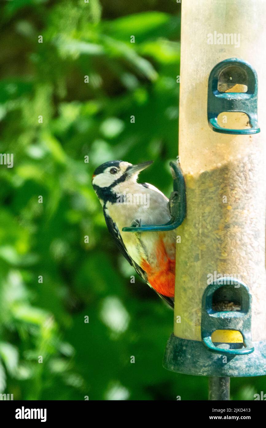 Buntspecht ( Dendrocopos Major ) füttert an einem Futterhäuschen im Adel Dam Nature Reserve. Stockfoto