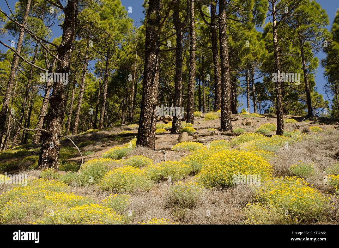 Wald der Kanarischen Insel Kiefer Pinus canariensis und Sträucher von Vogel-Fuß-Trefoils Lotus sp. Gran Canaria. Kanarische Inseln. Spanien. Stockfoto