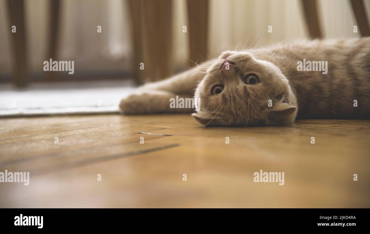 Gelbe Katze liegt zu Hause auf dem Boden Stockfoto