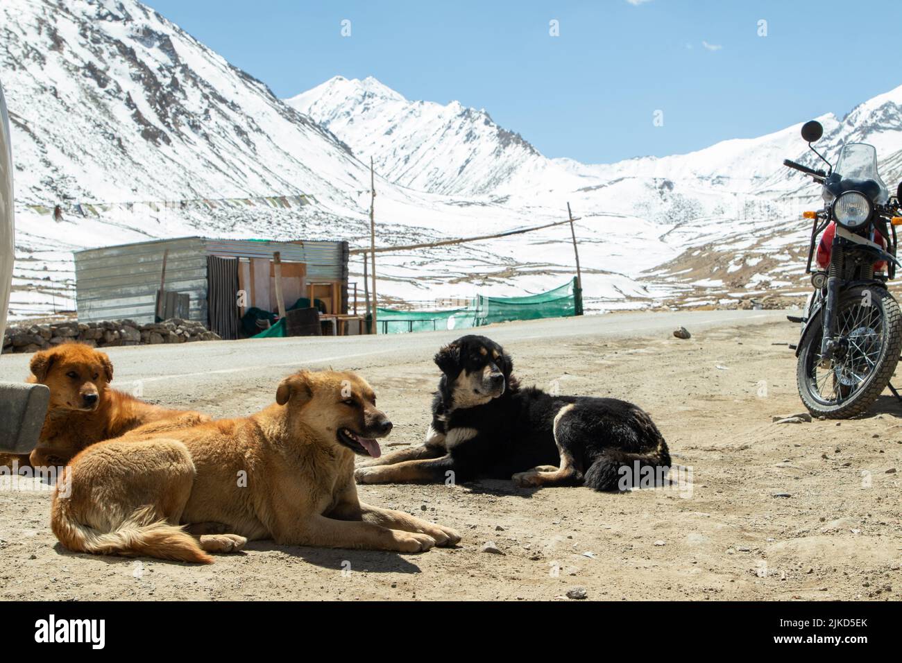 North Pullu, Leh, Indien 08 April 2022 - Einheimische Verirrte Hunde, Die Pelz Auf Dem Boden Vor Dem Himalaya-Gebirge Haben, Bedeckt Mit Eis Und Schnee Gl Stockfoto