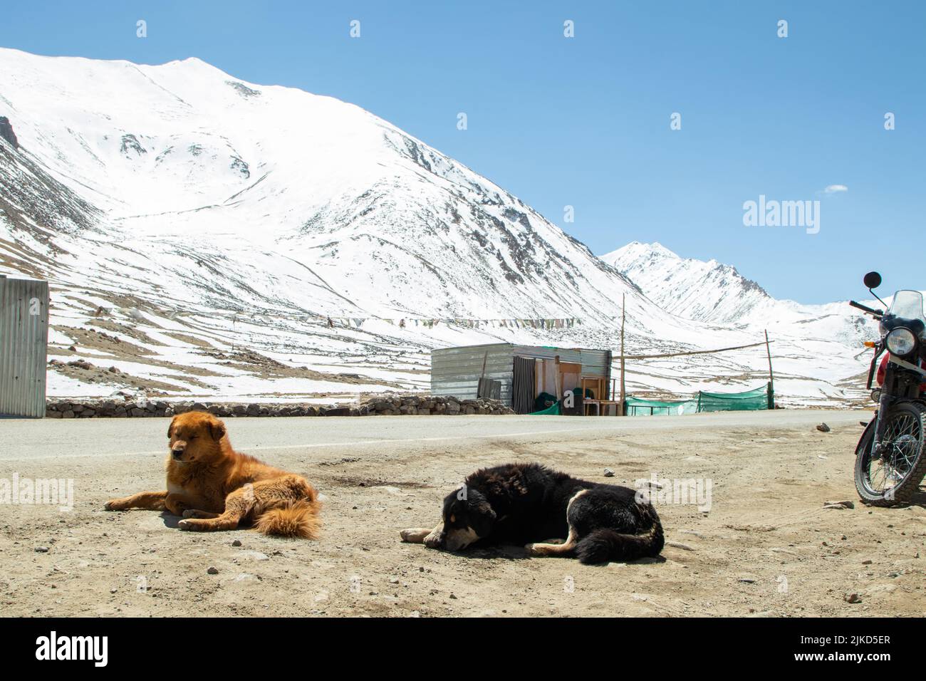 North Pullu, Leh, Indien 08 April 2022 - Einheimische Verirrte Hunde, Die Pelz Auf Dem Boden Vor Dem Himalaya-Gebirge Haben, Bedeckt Mit Eis Und Schnee Gl Stockfoto