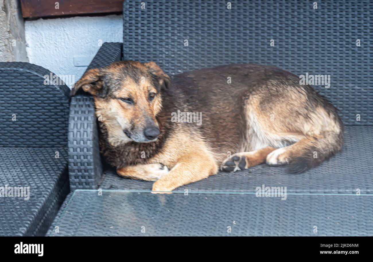 Hund Liegt Auf Mir Und Schläft Hund von bosnien -Fotos und -Bildmaterial in hoher Auflösung – Alamy