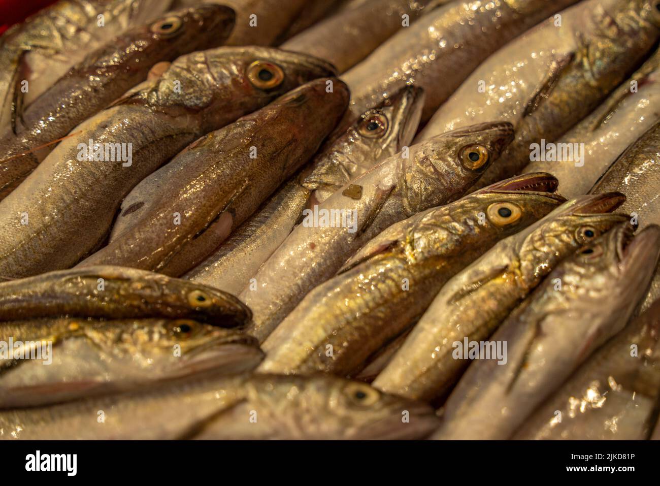 Nahaufnahme des Fischmarktes auf dem Zentralmarkt, Rijeka, Kroatien, Europa Stockfoto