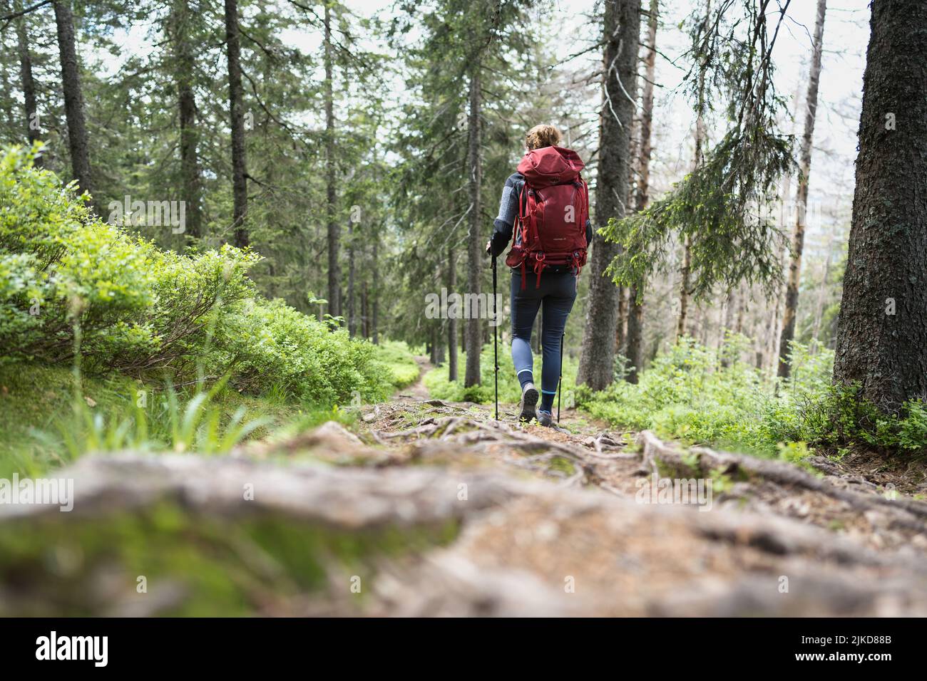 Wandern im Schwarzwald / Wandern im Schwarzwald Stockfoto