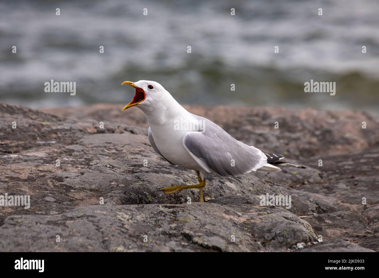 Gemeine Möwe oder Larus Canus Calling Stockfoto