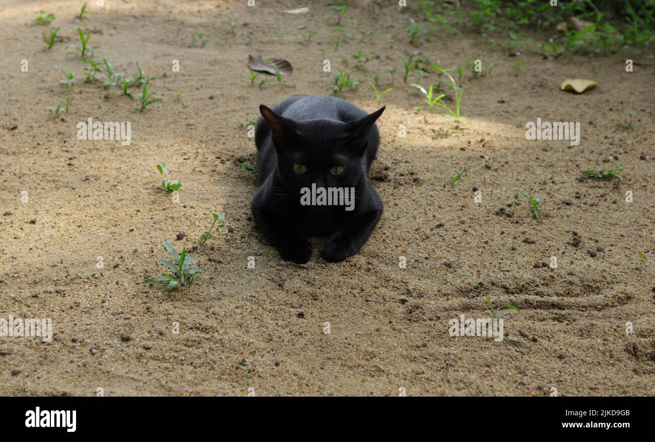 Eine schwarze, grün äugige Katze, die auf dem sandigen Boden liegt und auf die Kamera schaut Stockfoto