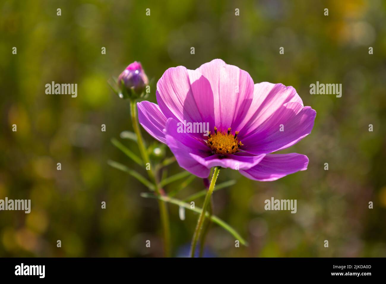 Die Cosmos-Blume, auch bekannt als die mexikanische Aster, ist eine Blume mit violetten Blütenblättern und gelben Staubgefäßen und Stempel. Stockfoto