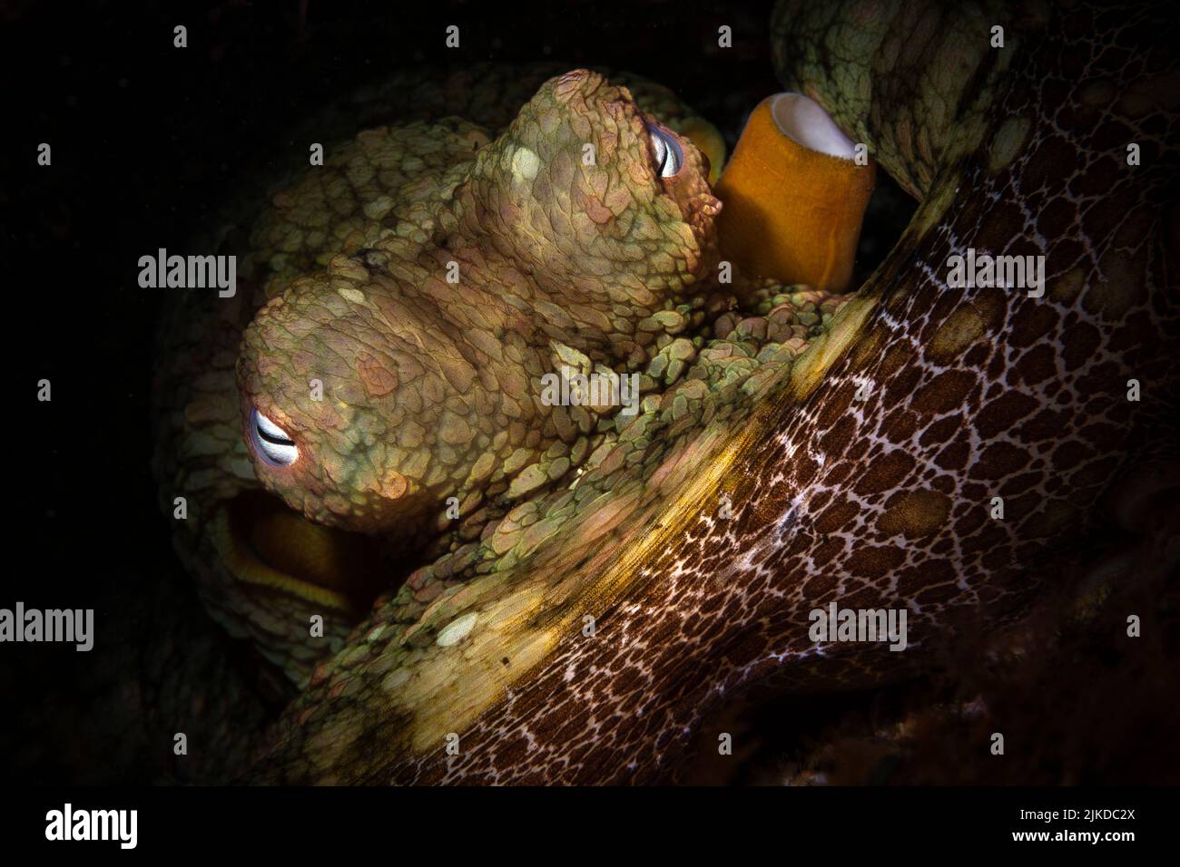 Ein kalifornischer Oktopus sitzt in einem Spalt, so dass ich seine Augen mit einem leichten Snoot beleuchten kann. Stockfoto