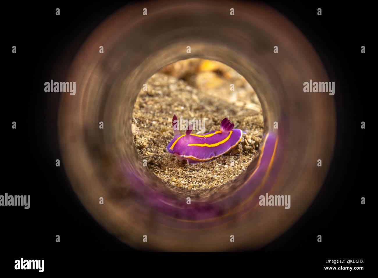 Ein kleiner MacFarland Aeolid-Nudibranch, der über einen sandigen Boden kriecht. Durch einen reflektierenden Zauberschlauch geschossen. Stockfoto