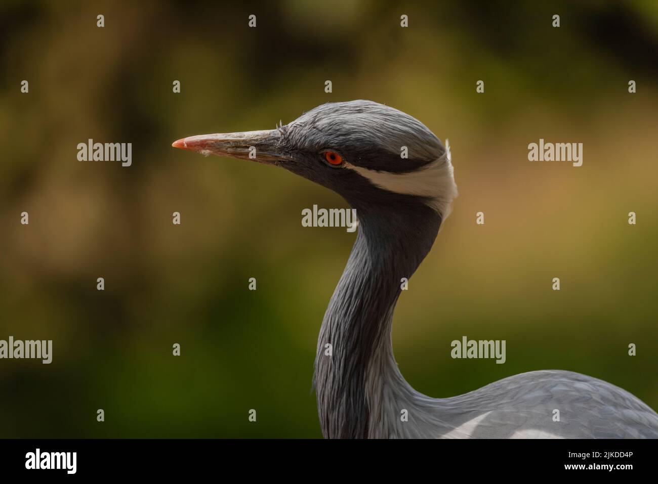 Grus grus Vogel im Sommer trocken heißen sonnigen Tag in der Nähe des Sees mit schmutzigem Wasser Stockfoto