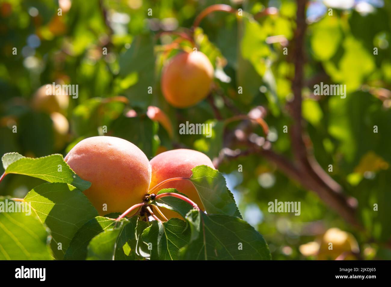 Aprikosenbaum. RAW Bio-Lebensmittel Hintergrundbild. Aprikosenproduktion in Malatya Türkei. Stockfoto