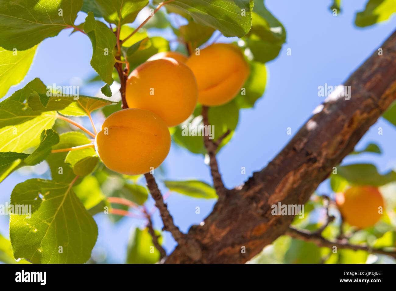 Aprikosen auf dem Baum. Rohe gesunde Bio-Früchte. Aprikosenproduktion in Malatya Türkei. Stockfoto