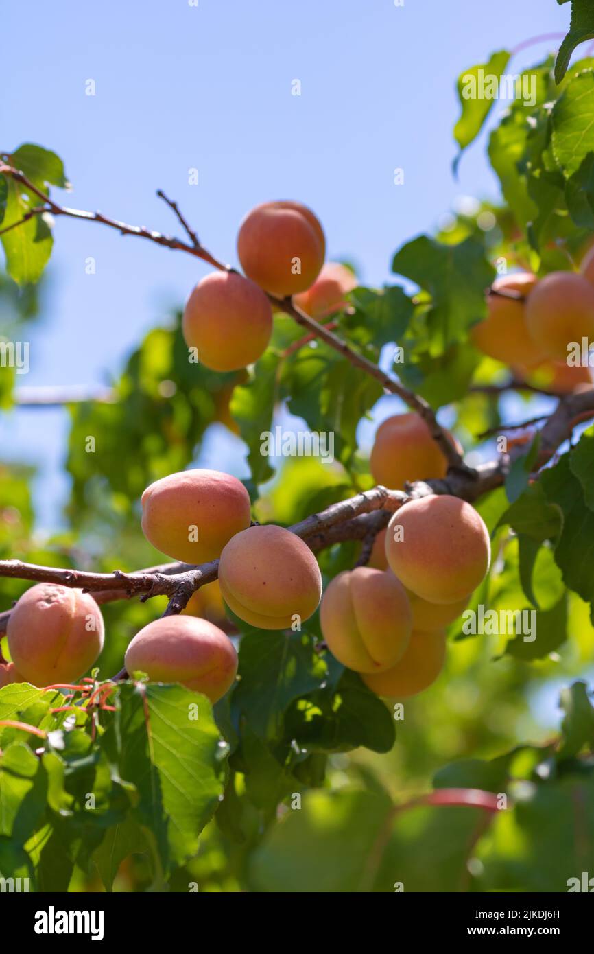 Aprikosen auf dem Ast. RAW vegan Food Konzept Foto. Aprikosenproduktion in Malatya Türkei. Stockfoto