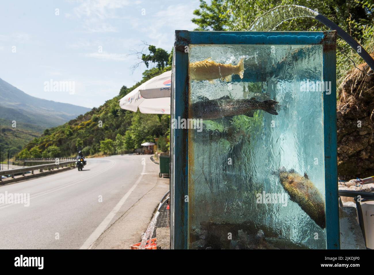 Lebende Forellen in einem Aquarium, Haltestelle am Straßenrand, zwischen Saranda und Gjirokaster, wo lokale Produkte verkauft werden, Albanien, Südosteuropa. Stockfoto