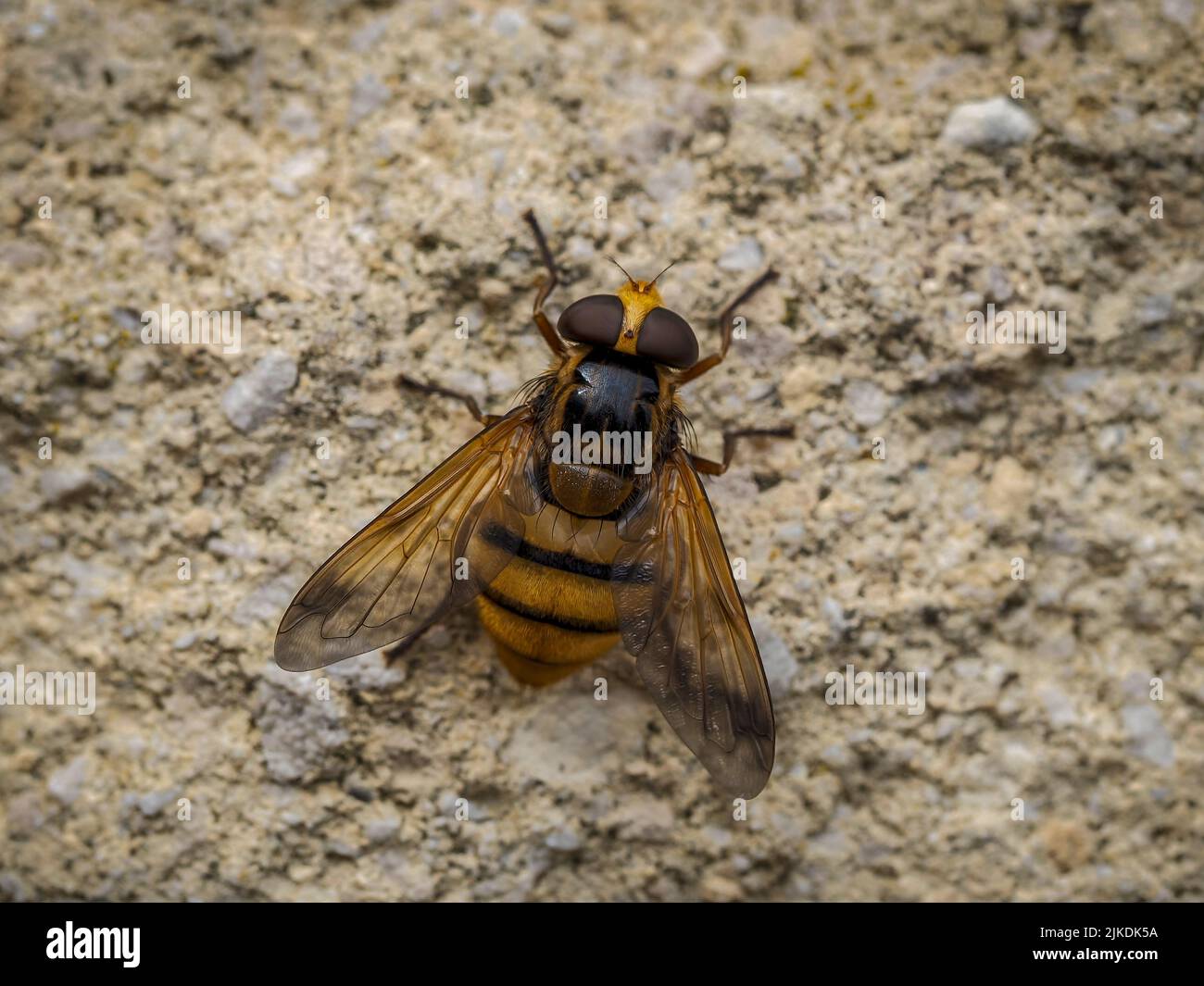 Makrobild der Schwebefliege Volucella inanis auf einer Steinwand Stockfoto